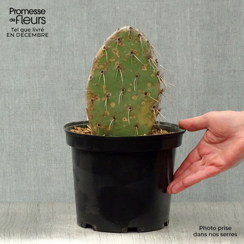 Example of Opuntia sanguinicola - Feigenkaktus Topf mit 4L/5L as you get in hiver