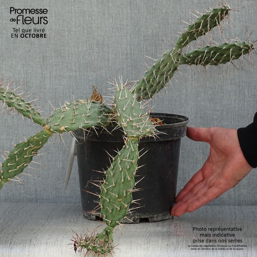Example of Opuntia sulfurea - Feigenkaktus Topf mit 3L/4L as you get in automne