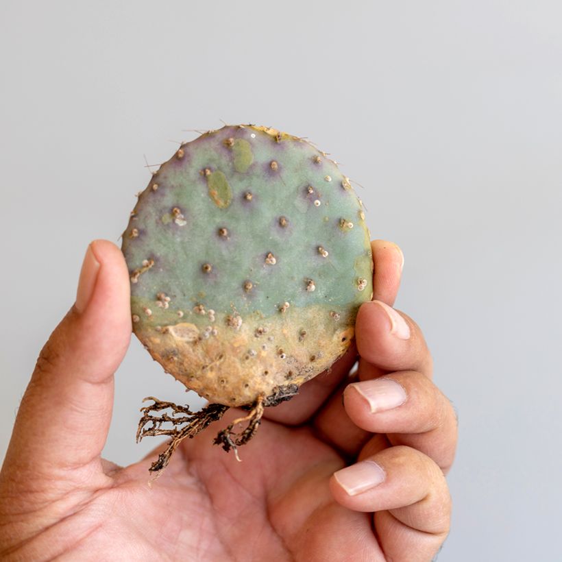 Opuntia santa-rita - Feigenkaktus (Laub)