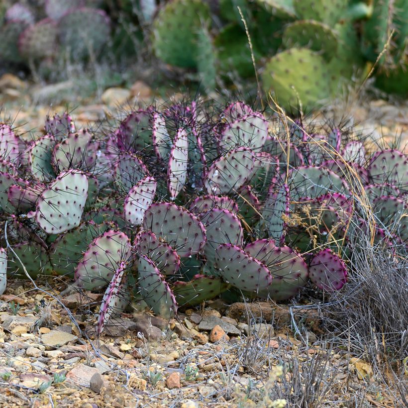 Opuntia santa-rita - Feigenkaktus (Hafen)