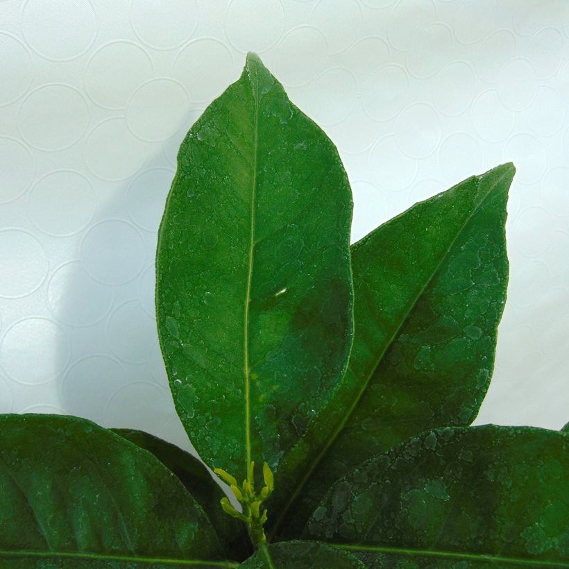 Orange Oranger - Citrus sinensis (Foliage)
