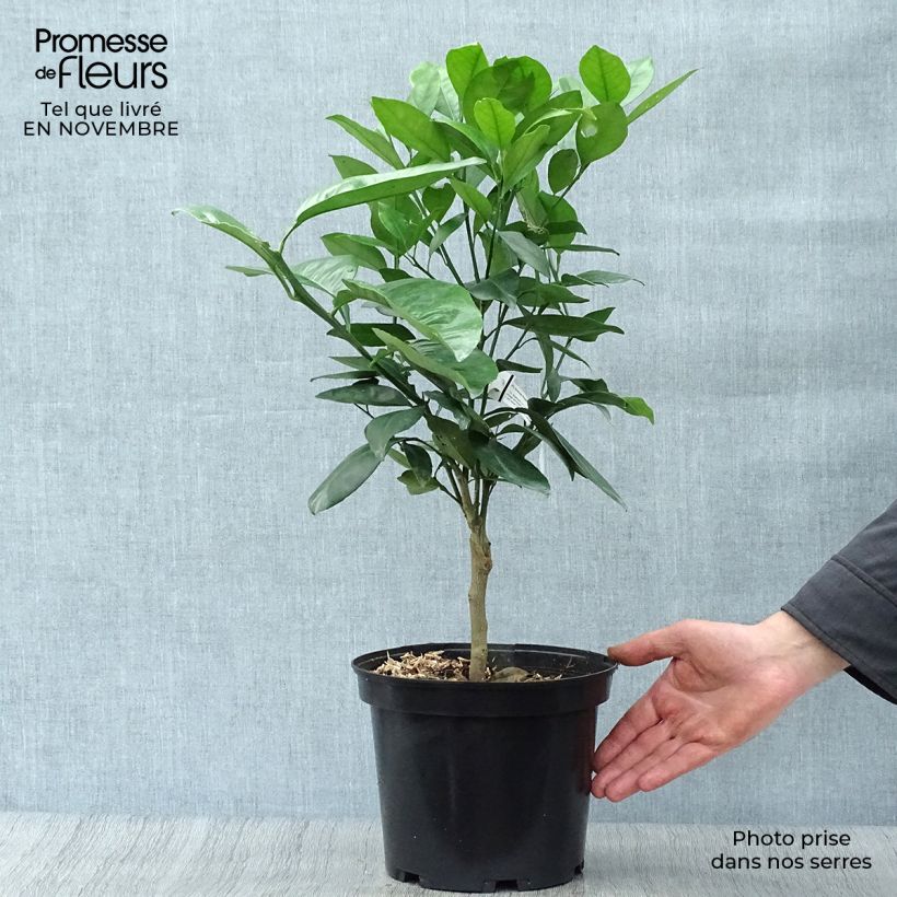 Example of Orange Washington Navel - Citrus sinensis Topf mit 4L/5L, 1/4 Stängel as you get in automne
