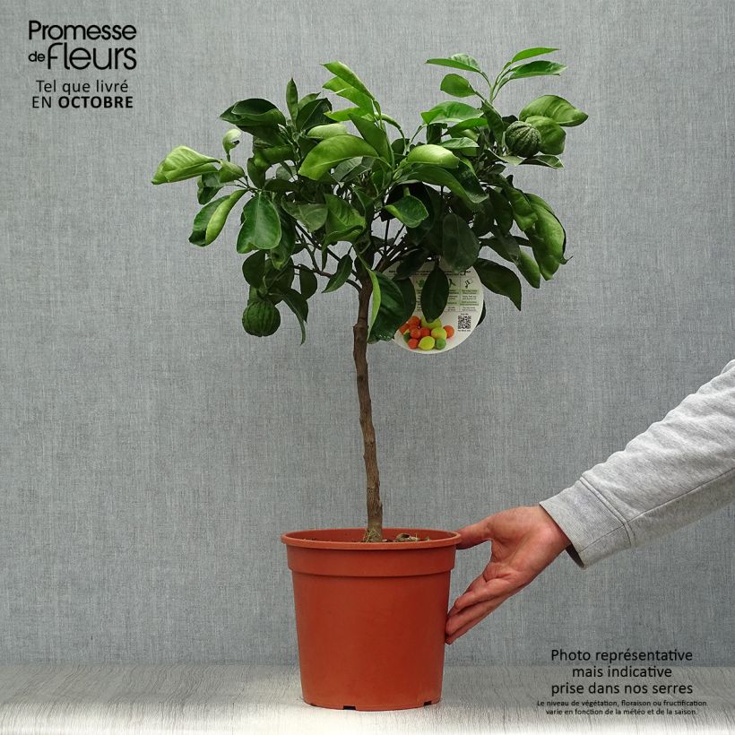 Example of Hybride Orange Corrugata - Citrus sinensis x aurantium Topf mit 4L/5L, 1/4 Stängel as you get in automne