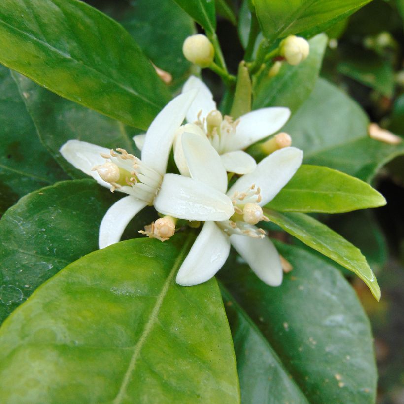 Orange Oranger - Citrus sinensis (Flowering)