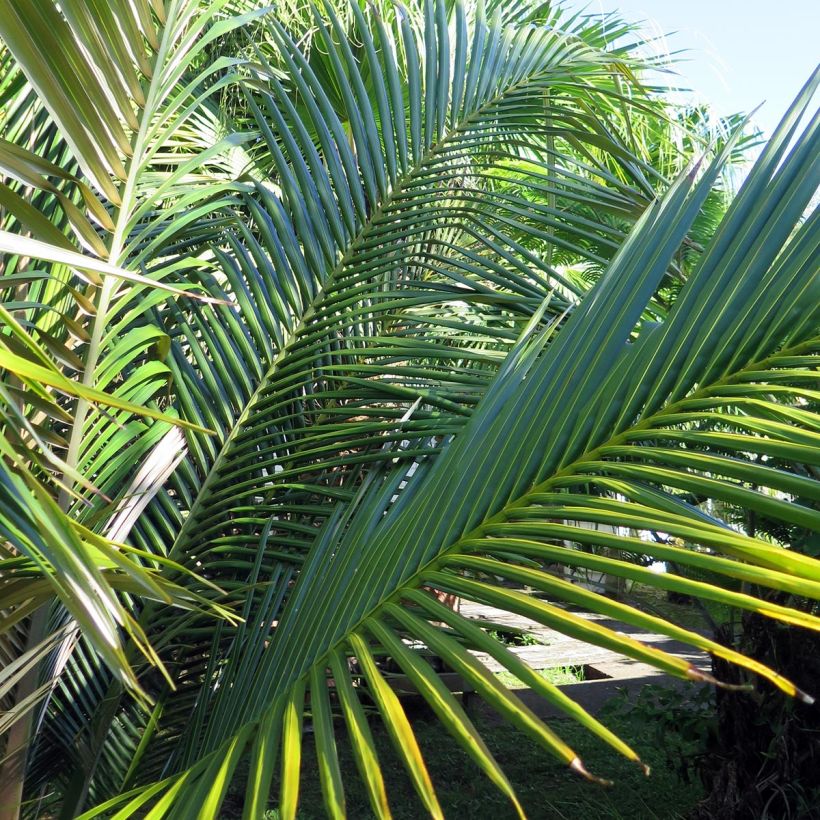 Oraniopsis appendiculata - Palme (Foliage)