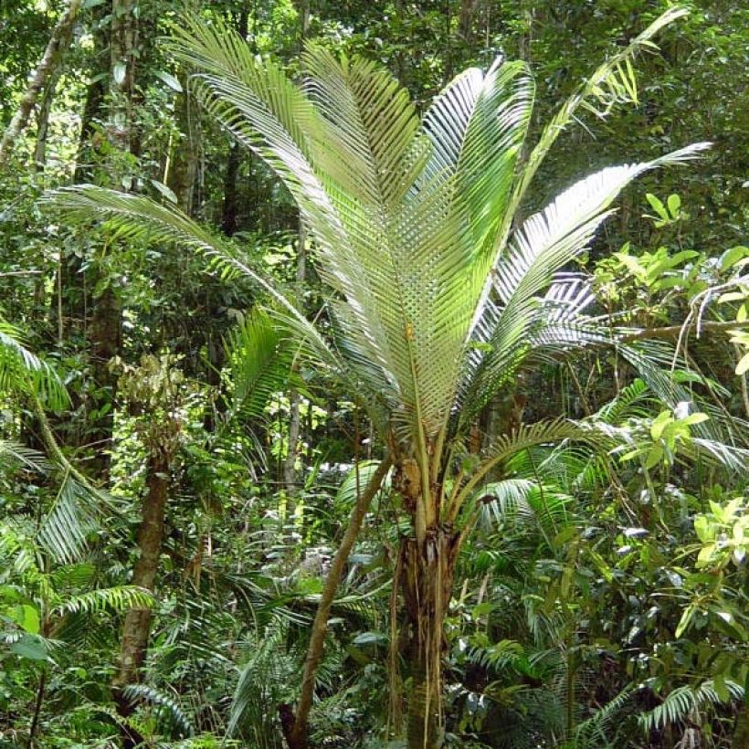 Oraniopsis appendiculata - Palme (Plant habit)