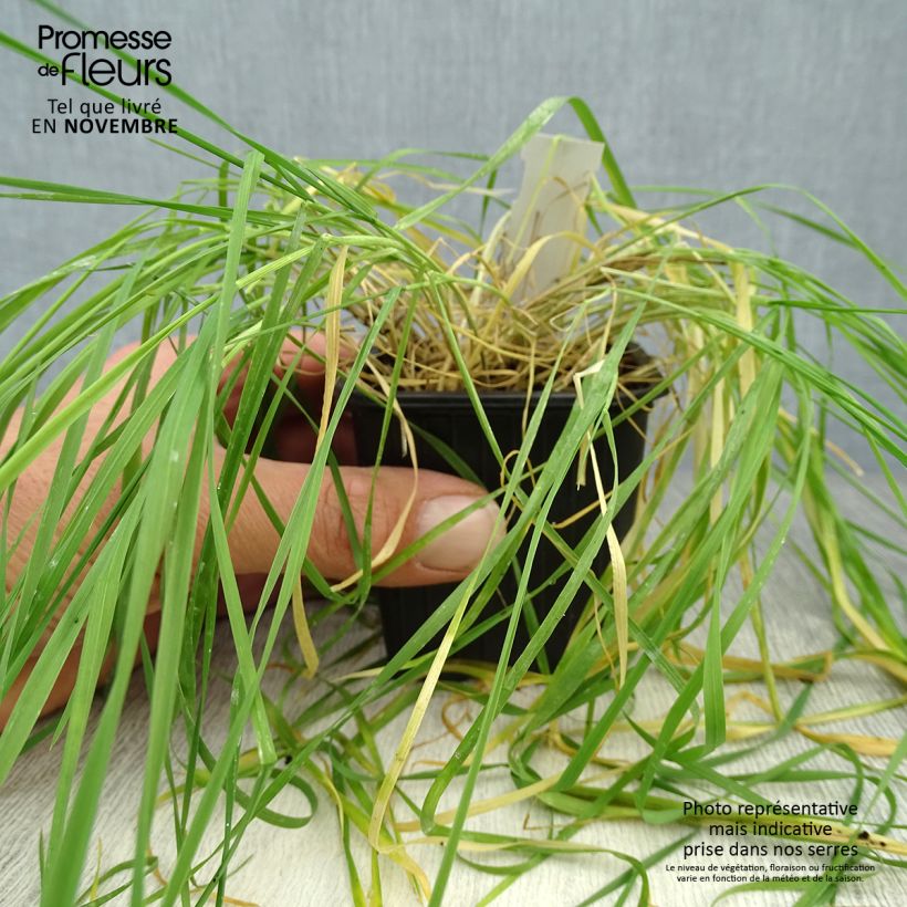 Example of Hordeum jubatum - Mähnen-Gerste Kleine Töpfe von 8/9 cm as you get in automne