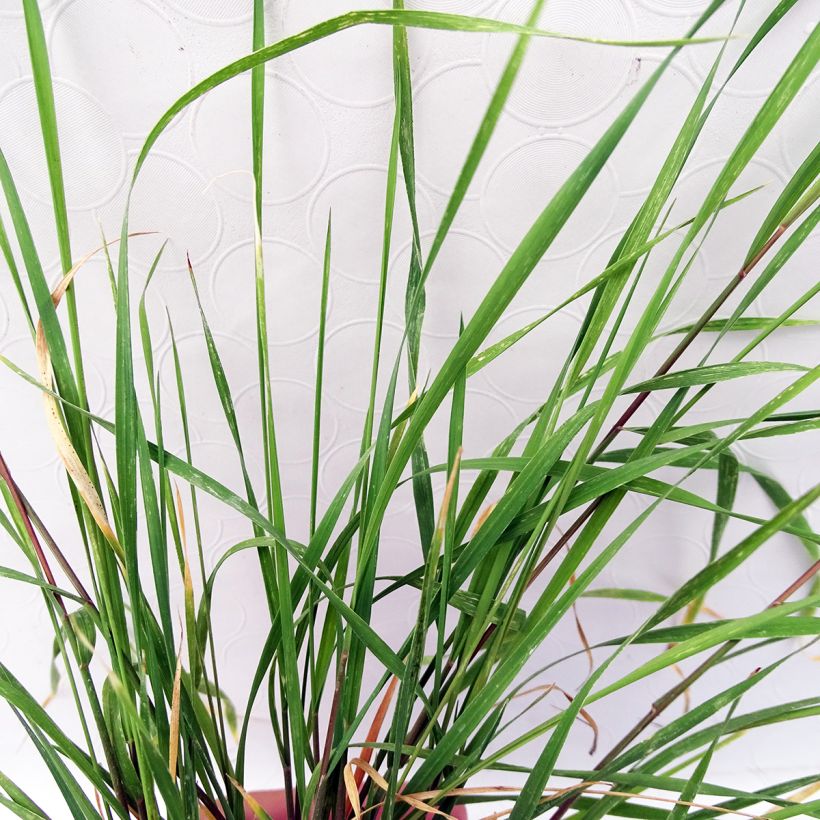 Hordeum jubatum - Mähnen-Gerste (Foliage)