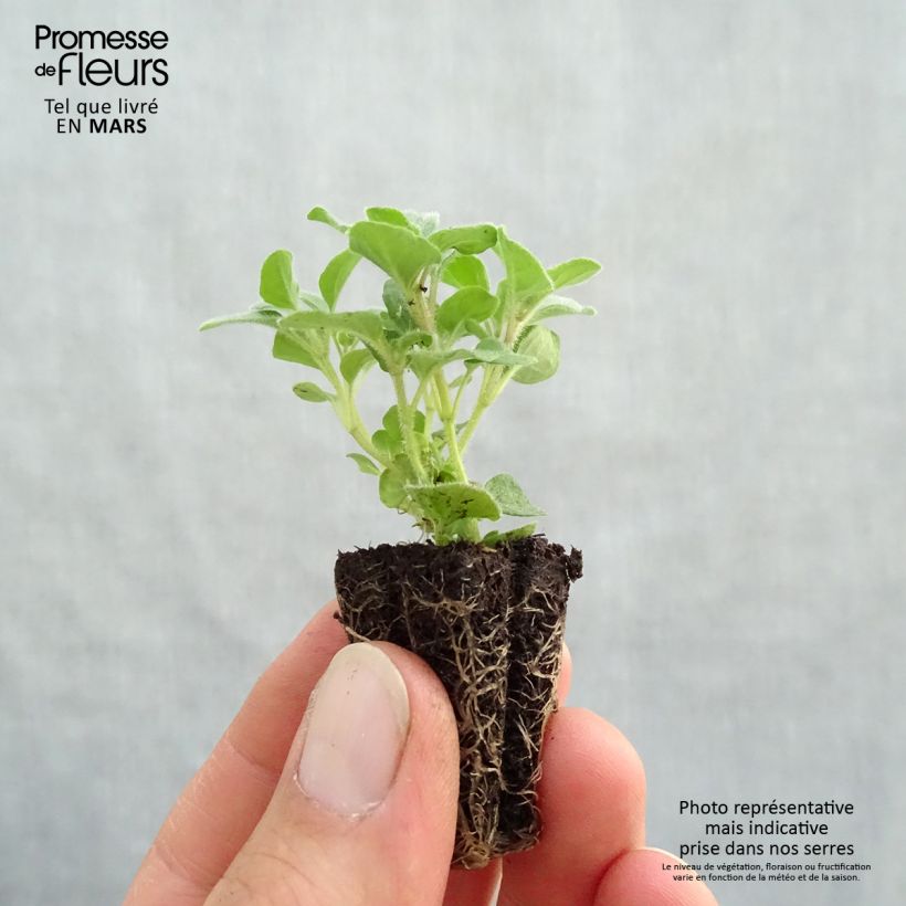 Example of Gewöhnlicher Dost Hot and Spicy Bio - Origanum vulgare Mini-Plug Ø 3/4 cm as you get in printemps