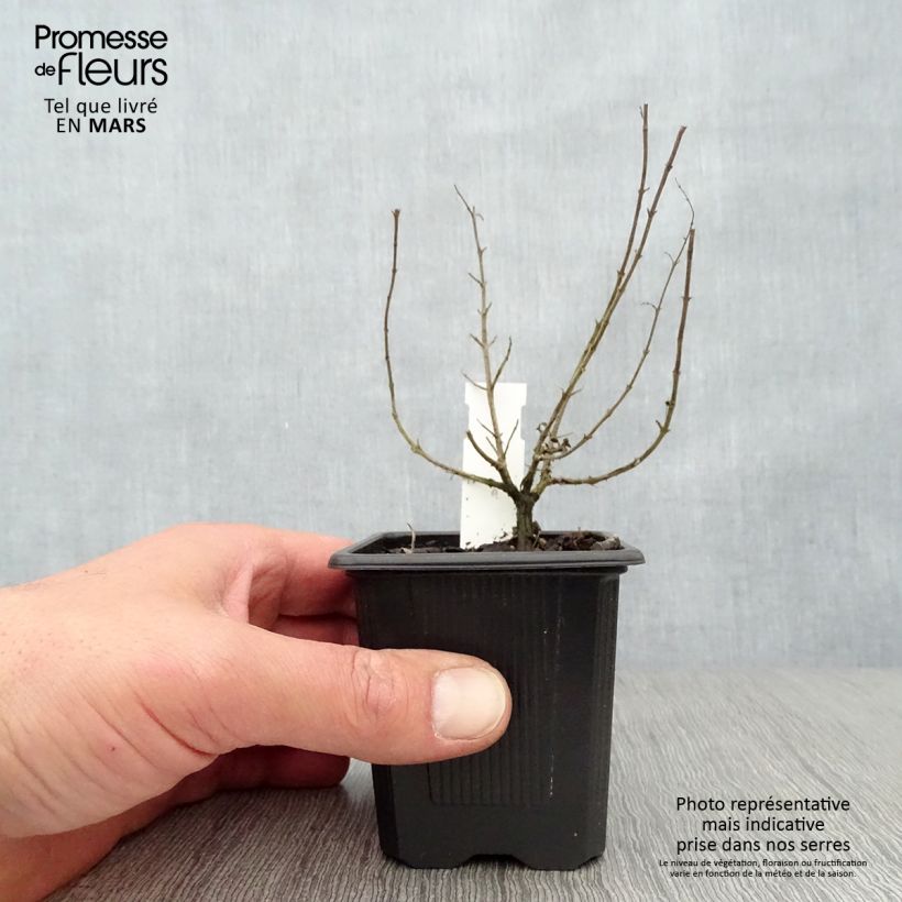 Exemplar von Gewöhnlicher Dost Hot and Spicy - Origanum vulgare Kleine Töpfe von 8/9 cm wie im Frühjahr geliefert