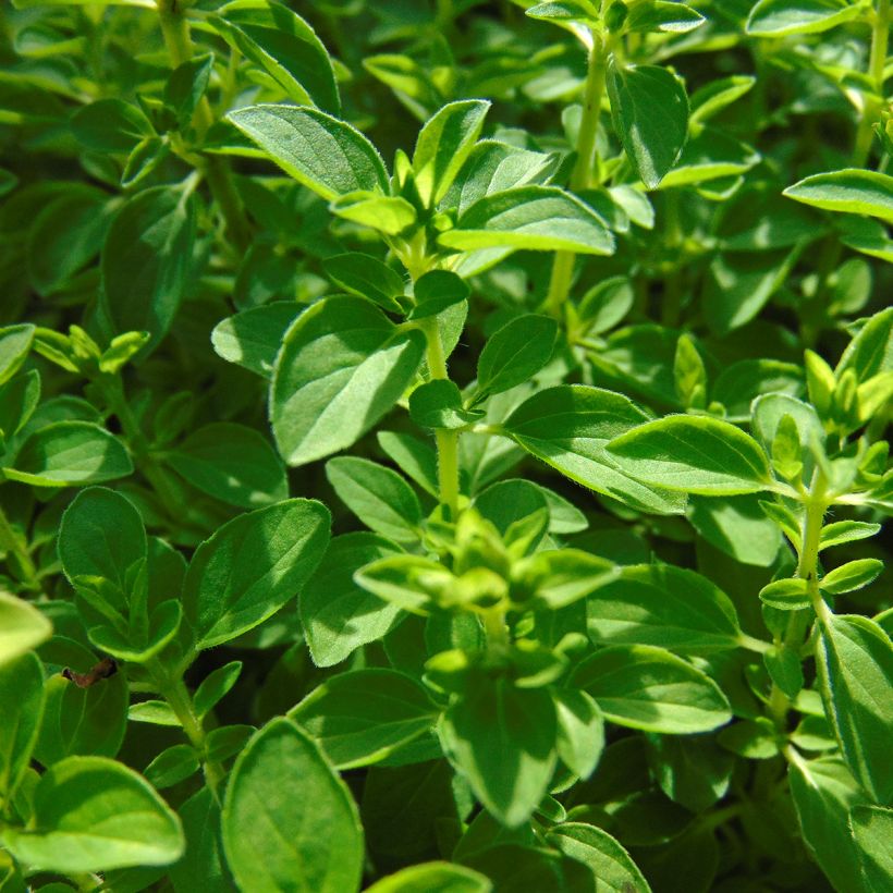 Gewöhnlicher Dost Compactum - Origanum vulgare (Foliage)