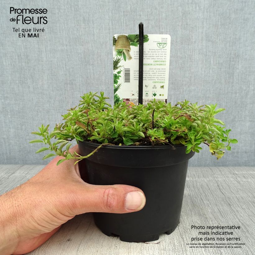 Exemplar von Gewöhnlicher Dost Compactum - Origanum vulgare Topf mit 1,5L/2L wie im Frühjahr geliefert