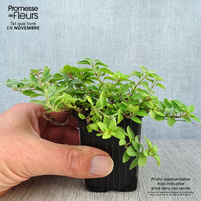 Example of Gewöhnlicher Dost Aureum - Origanum vulgare Kleine Töpfe von 7/8 cm as you get in automne