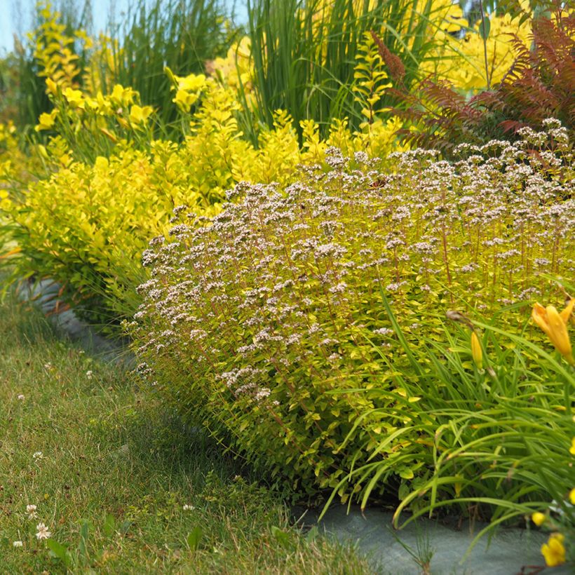 Gewöhnlicher Dost Aureum - Origanum vulgare (Plant habit)