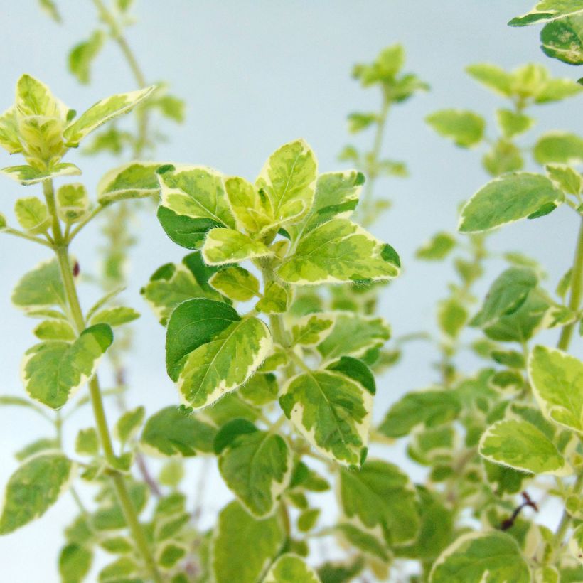 Gewöhnlicher Dost Country cream - Origanum vulgare (Foliage)