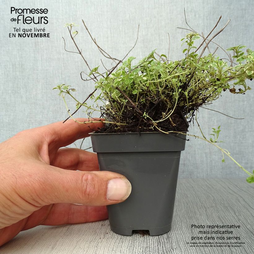 Example of Gewöhnlicher Dost Country cream - Origanum vulgare Kleine Töpfe von 8/9 cm as you get in automne