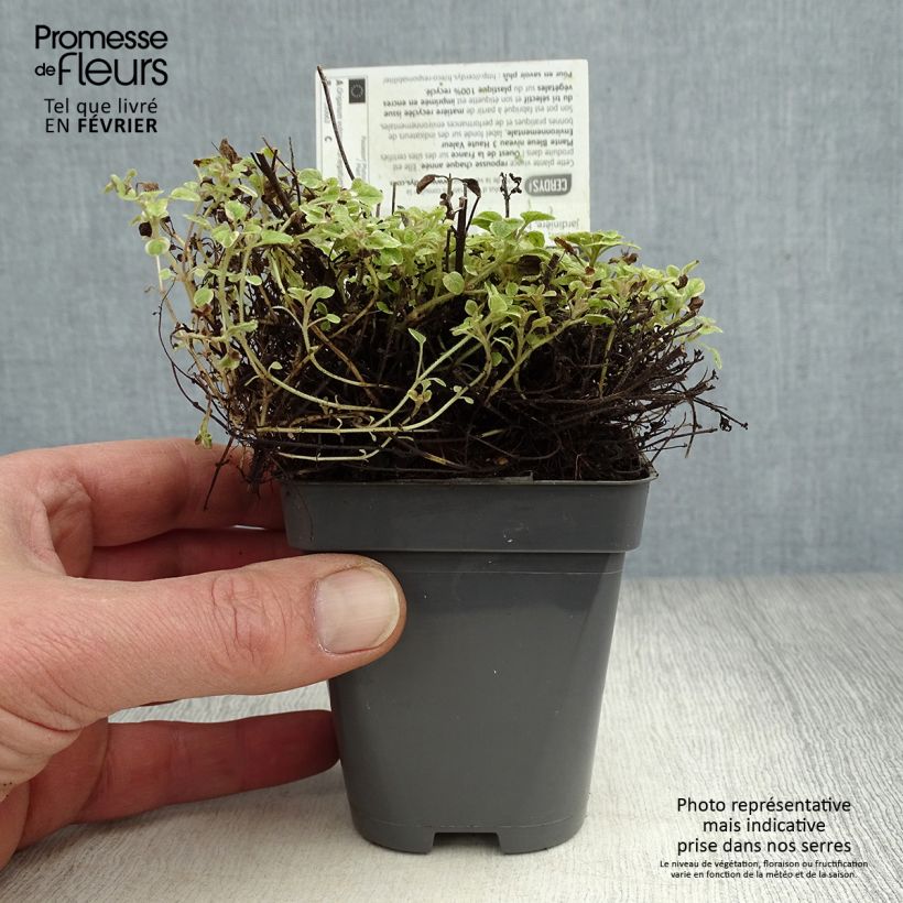 Exemplar von Gewöhnlicher Dost Country cream - Origanum vulgare Kleine Töpfe von 8/9 cm wie im Winter geliefert