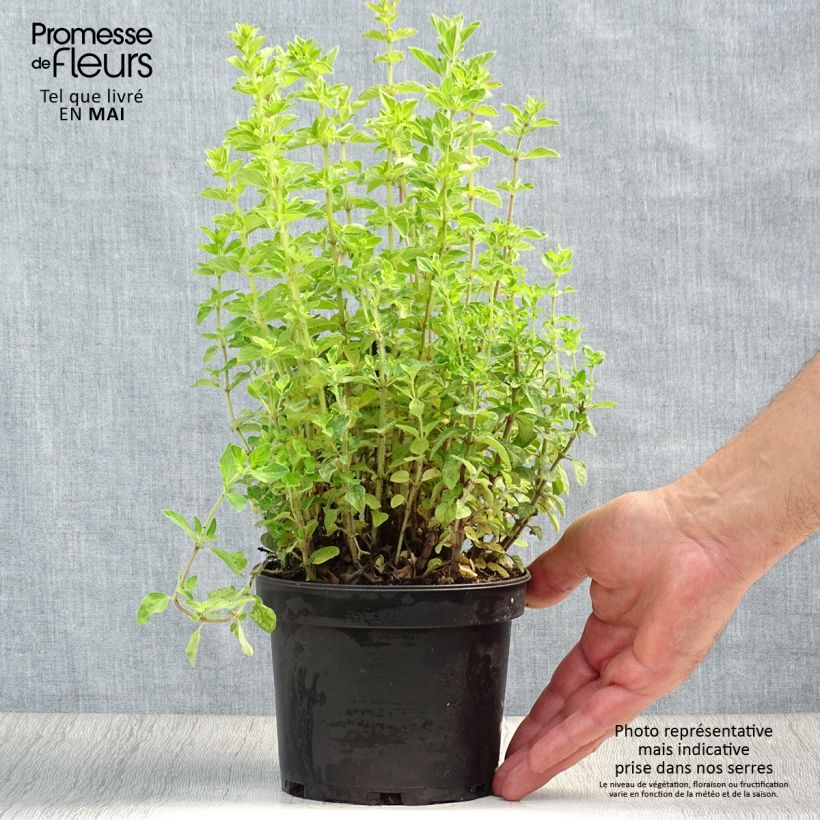 Exemplar von Griechischer Oregano - Origanum heracleoticum Topf mit 1,5L/2L wie im Frühjahr geliefert