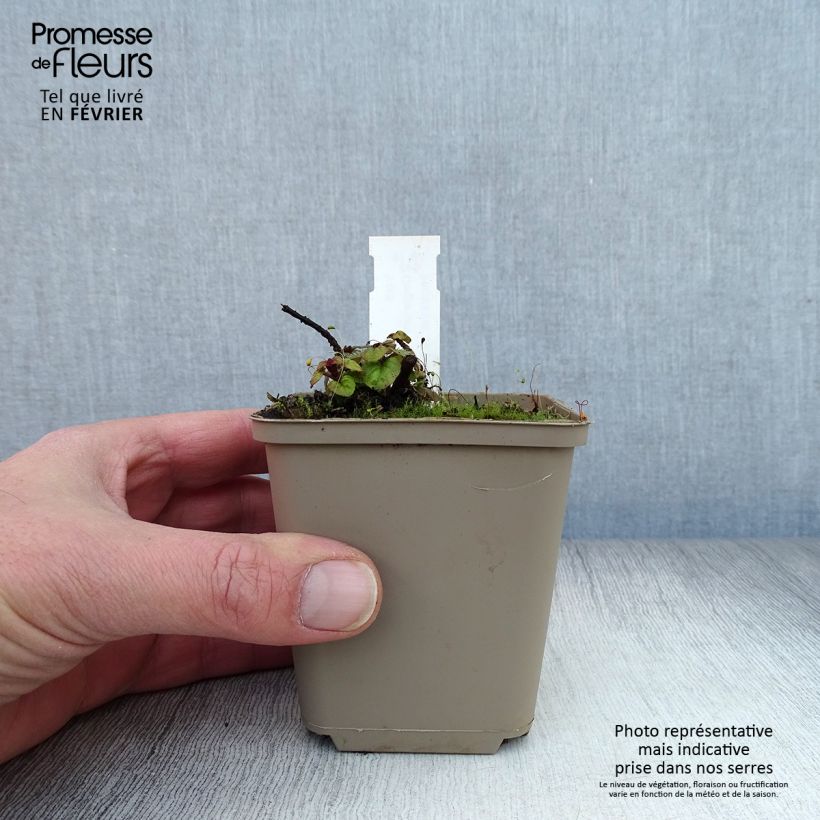 Exemplar von Hybrid-Dost Rosenkuppel - Origanum Kleine Töpfe von 8/9 cm wie im Winter geliefert