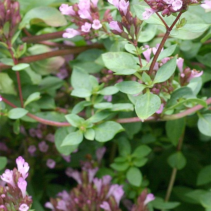 Blumen-Dost Herrenhausen - Origanum laevigatum (Foliage)