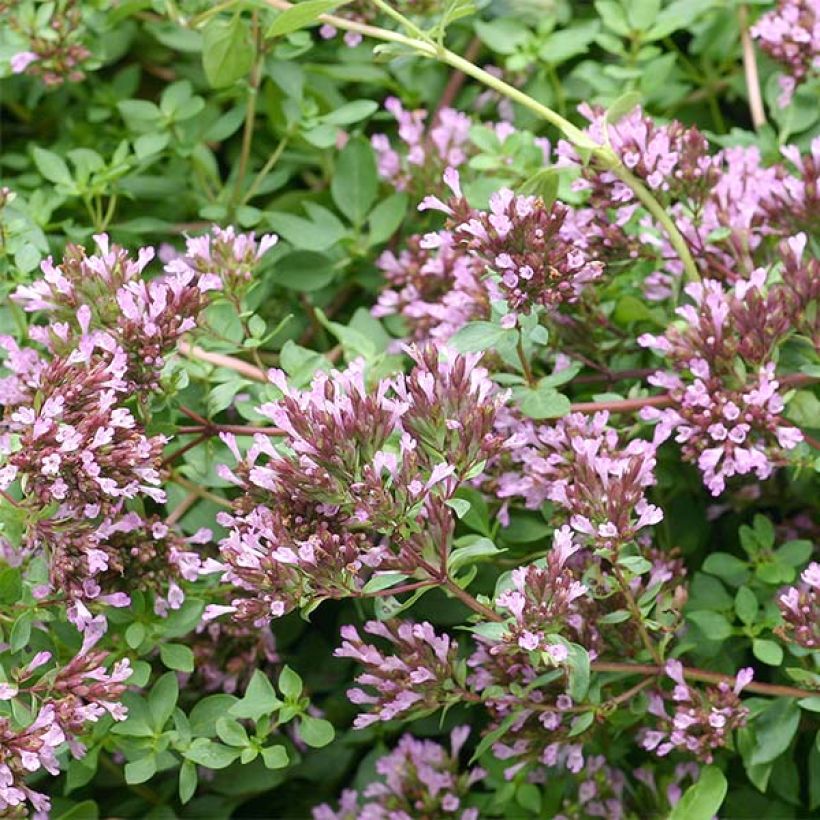 Blumen-Dost Herrenhausen - Origanum laevigatum (Flowering)