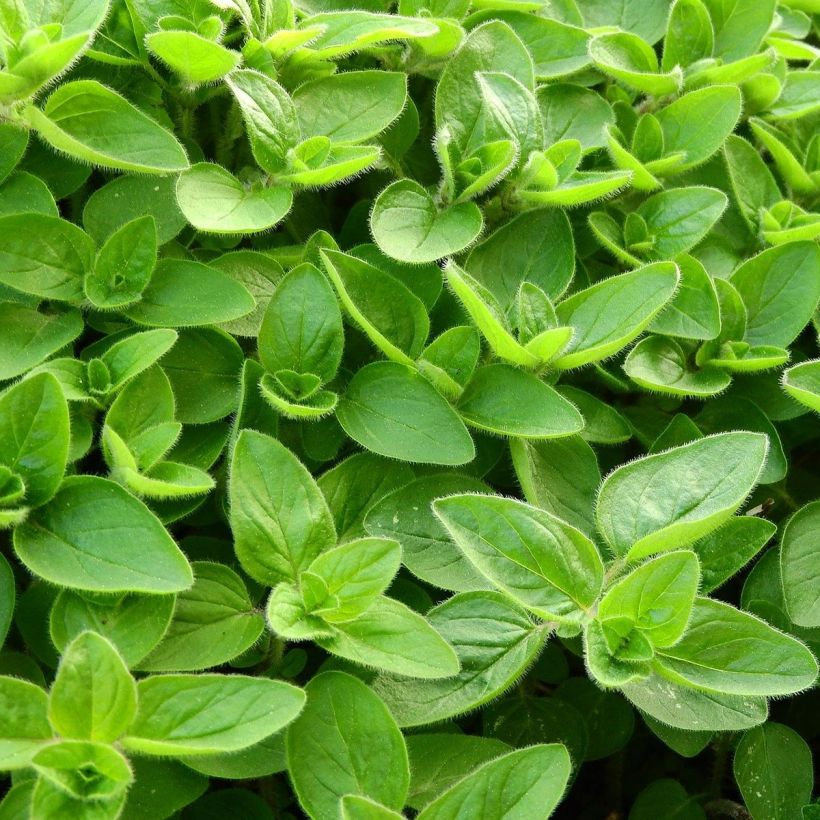 Majoran Pizza - Origanum majorana (Foliage)