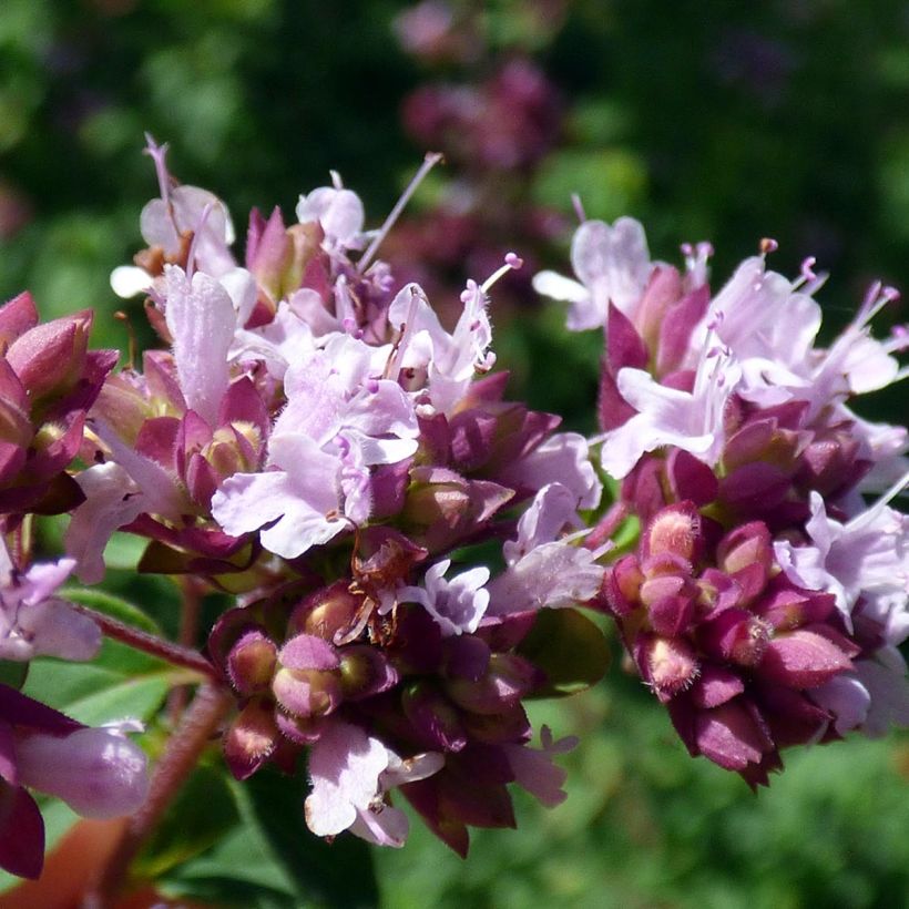 Majoran Pizza - Origanum majorana (Flowering)