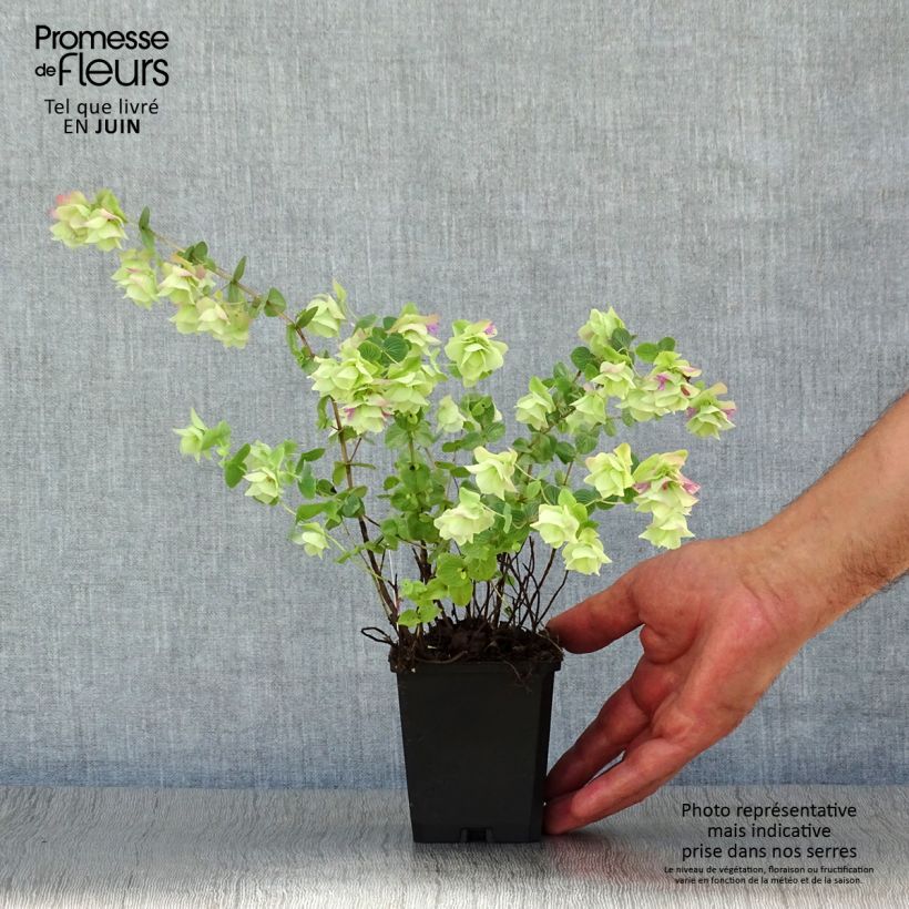 Exemplar von Rundblättriger Dost Kent Beauty - Origanum rotundifolium Kleine Töpfe von 8/9 cm wie im Sommer geliefert