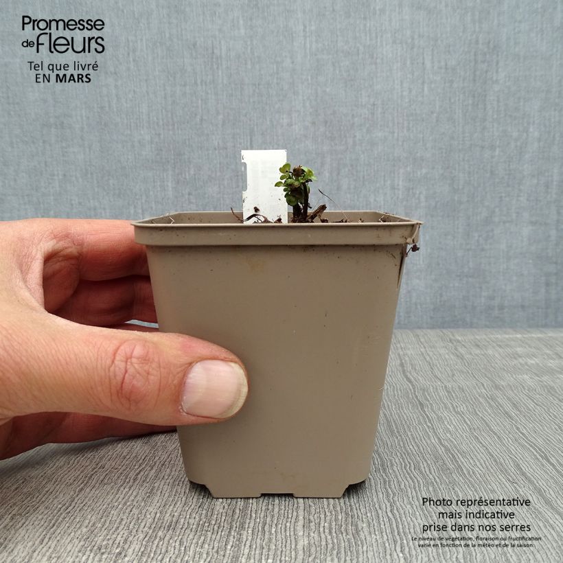 Exemplar von Rundblättriger Dost Kent Beauty - Origanum rotundifolium Kleine Töpfe von 8/9 cm wie im Frühjahr geliefert