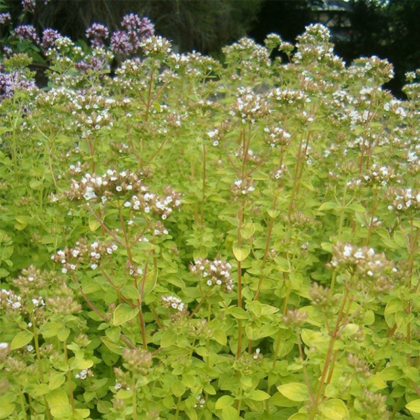 Gewöhnlicher Dost Aureum - Origanum vulgare (Flowering)