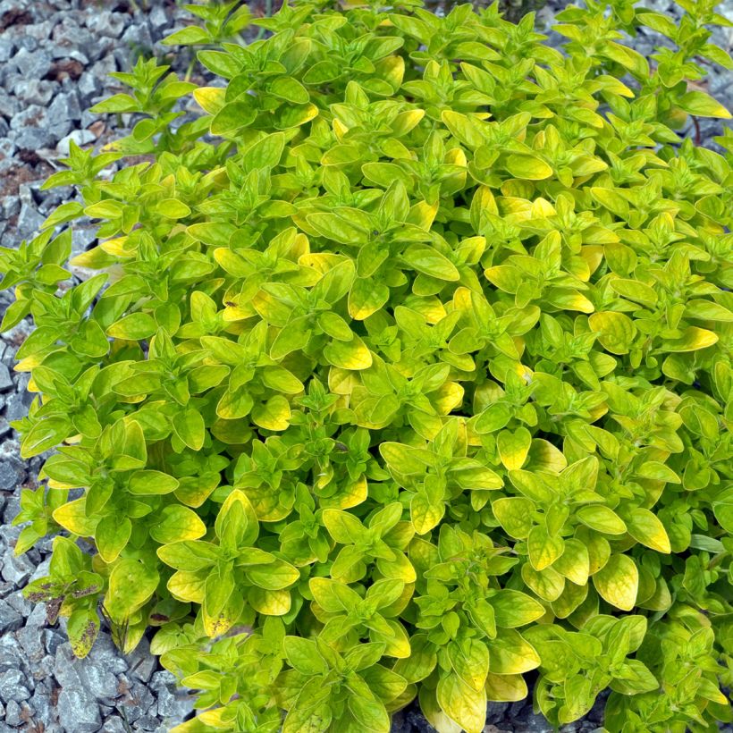 Gewöhnlicher Dost Thumbles Variety - Origanum vulgare (Plant habit)