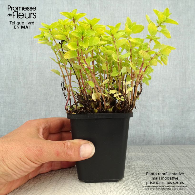 Exemplar von Gewöhnlicher Dost Thumbles Variety - Origanum vulgare Kleine Töpfe von 8/9 cm wie im Frühjahr geliefert