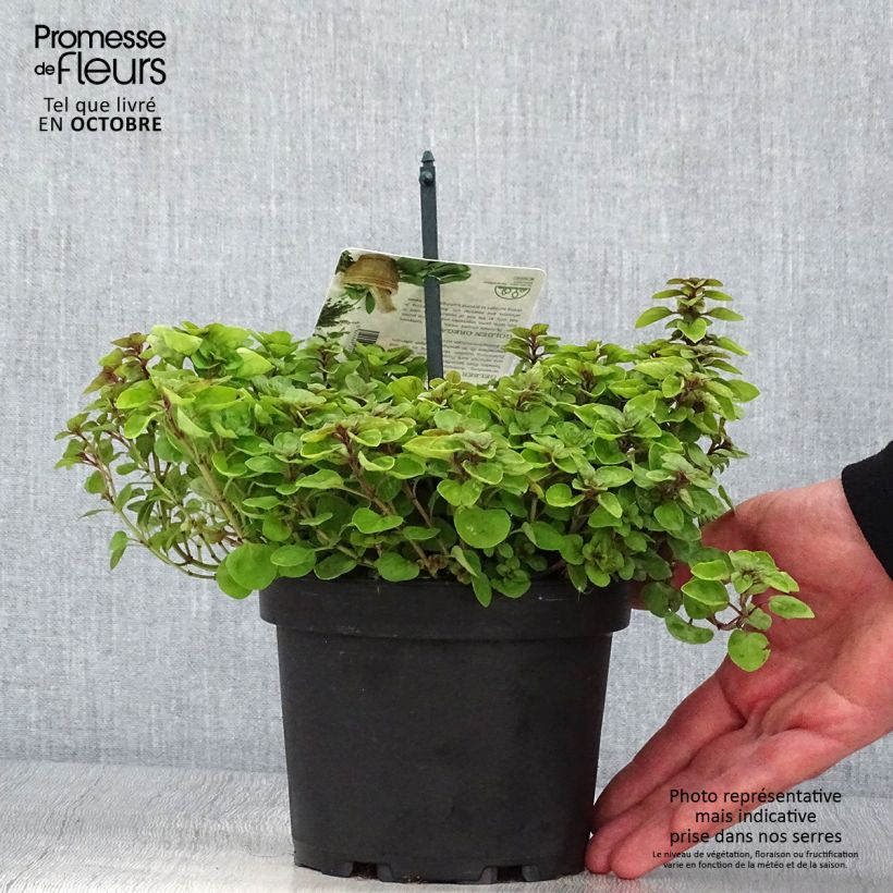 Example of Gewöhnlicher Dost Thumbles Variety - Origanum vulgare Topf mit 1,5L/2L as you get in automne