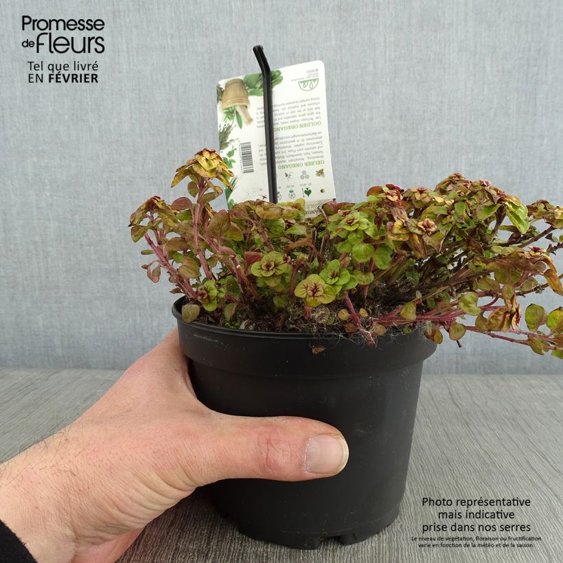 Exemplar von Gewöhnlicher Dost Thumbles Variety - Origanum vulgare Topf mit 1,5L/2L wie im Winter geliefert