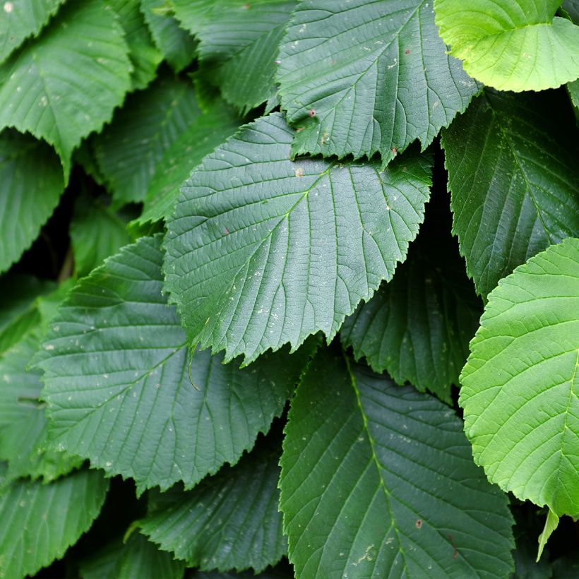 Berg-Ulme Pendula = horizontalis - Ulmus glabra (Foliage)