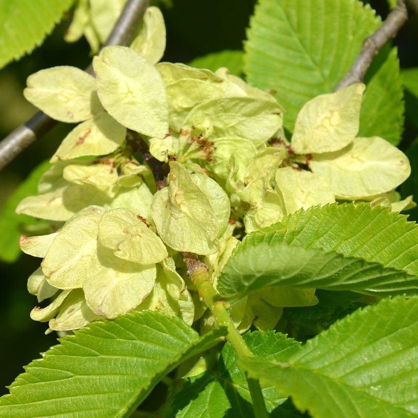 Berg-Ulme Pendula = horizontalis - Ulmus glabra (Flowering)