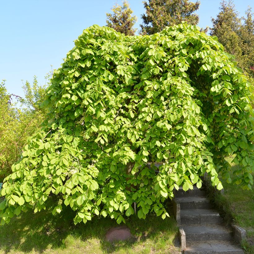 Berg-Ulme Pendula = horizontalis - Ulmus glabra (Plant habit)