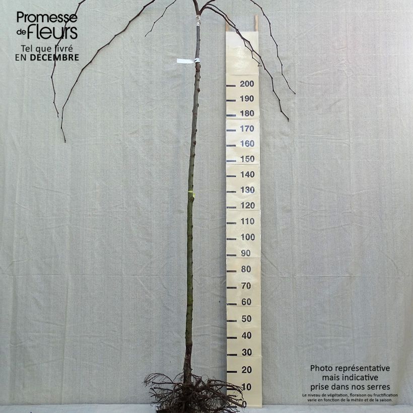 Example of Berg-Ulme Pendula = horizontalis - Ulmus glabra Wurzelnackt as you get in hiver