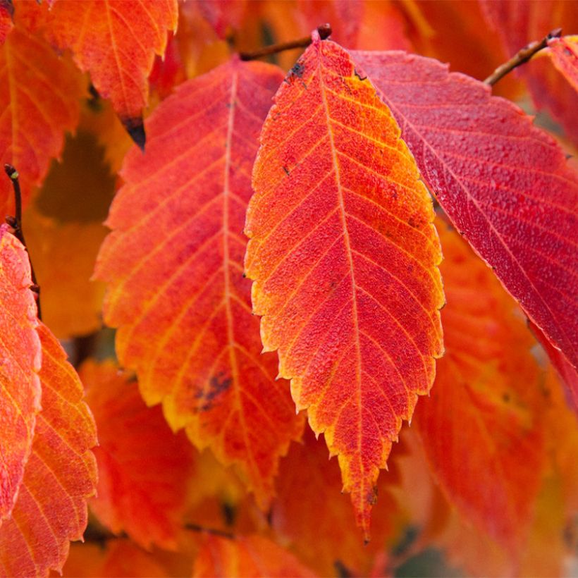 Zelkova serrata Goblin - Japanische Zelkove (Foliage)