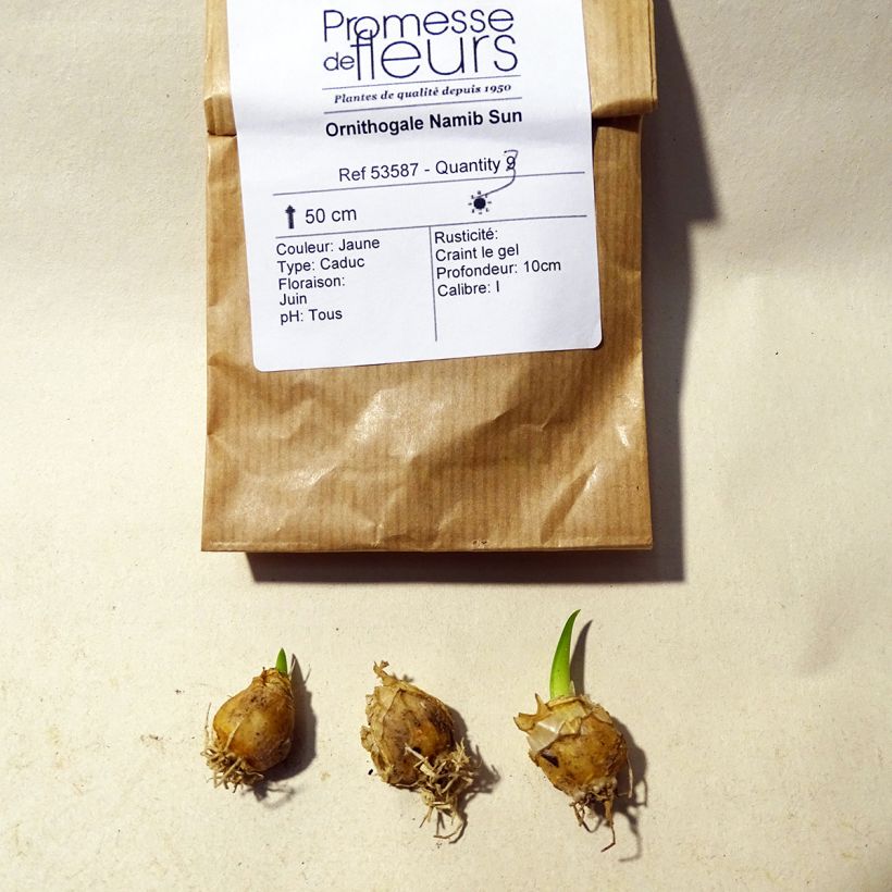 Example of Ornithogalum Namib Sun - Zapfenkopf Zwiebel size 5+ as you get