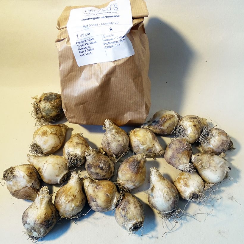 Example of Ornithogalum narbonense - Zapfenkopf Zwiebel size 12+ as you get