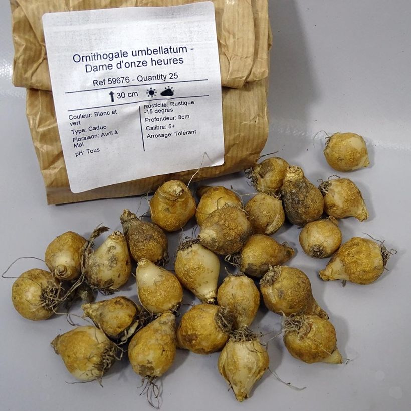 Example of Ornithogalum umbellatum - Zapfenkopf Zwiebel size 6+ as you get