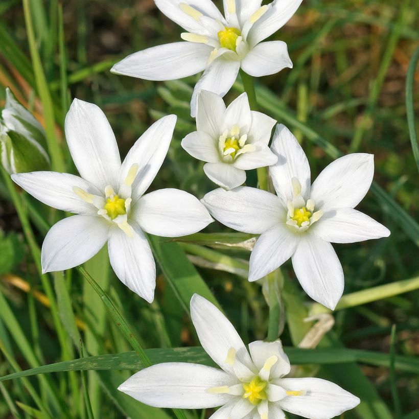 Ornithogalum umbellatum - Zapfenkopf (Flowering)