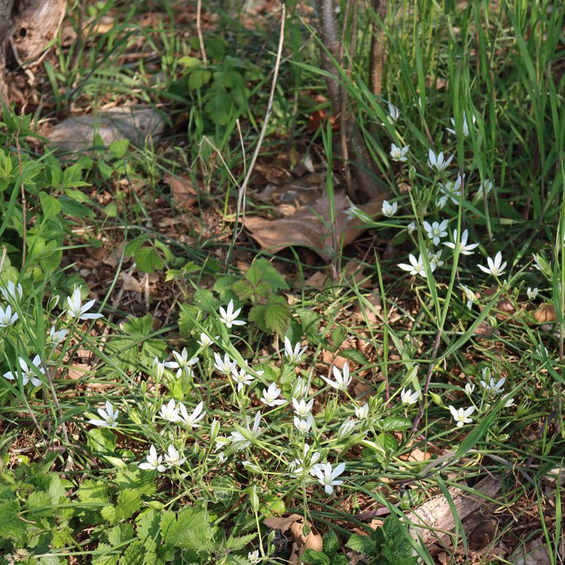 Ornithogalum umbellatum - Zapfenkopf (Plant habit)