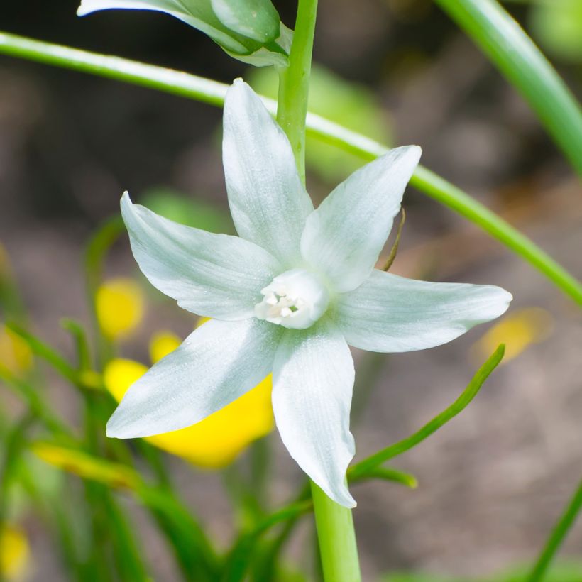 Ornithogalum nutans - Zapfenkopf (Flowering)