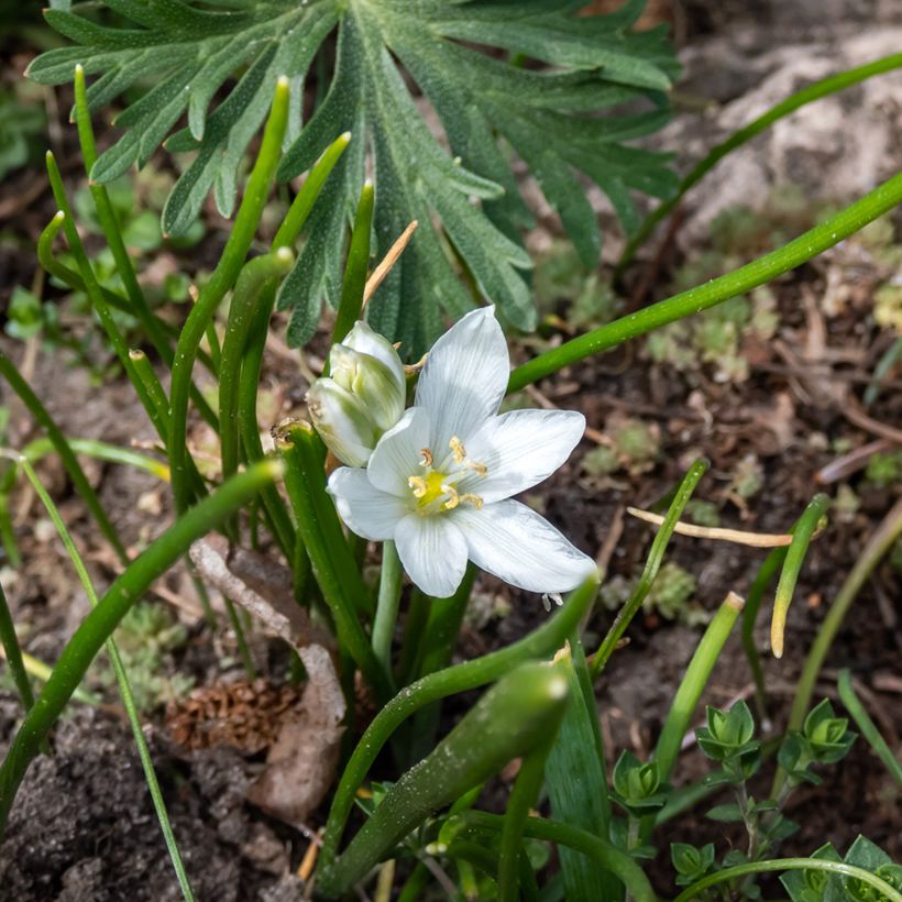 Ornithogalum oligophyllum White Trophy - Zapfenkopf (Flowering)