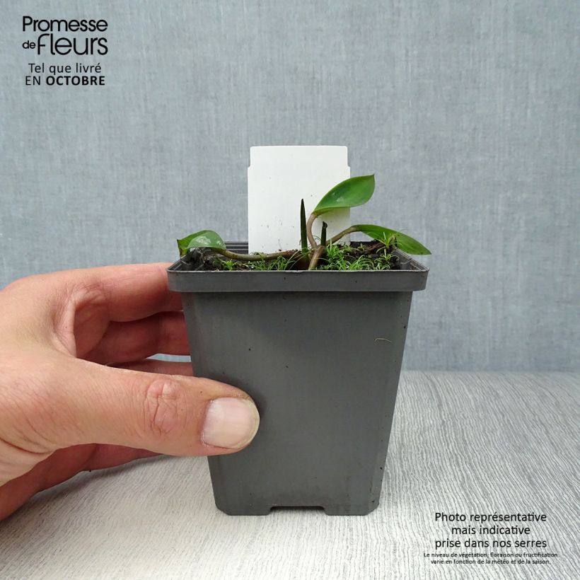 Example of Orontium aquaticum - Goldkeule Kleine Töpfe von 8/9 cm as you get in automne