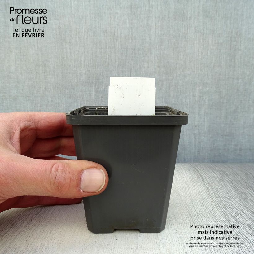 Exemplar von Orontium aquaticum - Goldkeule Kleine Töpfe von 8/9 cm wie im Winter geliefert