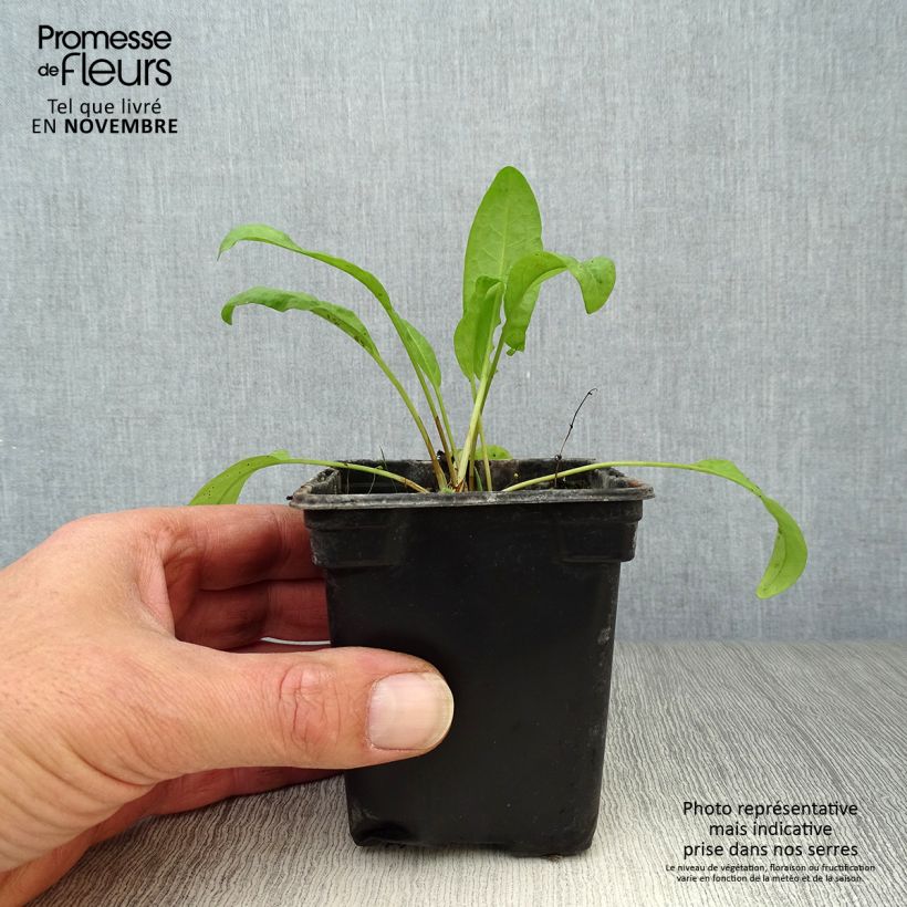 Example of Ampfer Bio - Rumex patientia Kleine Töpfe von 8/9 cm as you get in automne