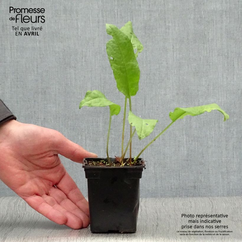 Exemplar von Ampfer Bio - Rumex patientia Kleine Töpfe von 8/9 cm wie im Frühjahr geliefert